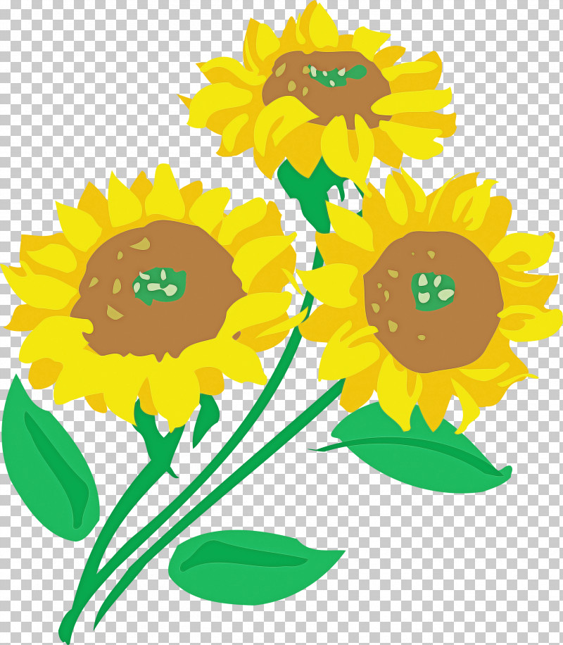 Sunflower PNG, Clipart, Asterales, Cartoon, Cut Flowers, Daisy Family, English Marigold Free PNG Download