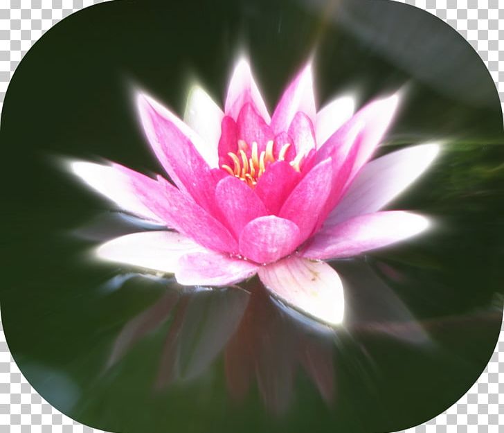 Close-up Pink M MTN Group Lotus-m PNG, Clipart, Aquatic Plant, Closeup, Flora, Flower, Flowering Plant Free PNG Download