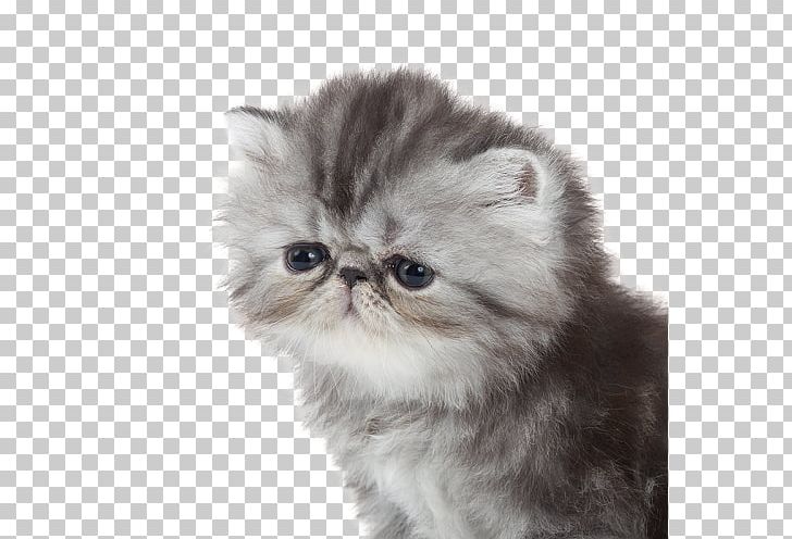 Persian Cat Exotic Shorthair British Semi-longhair Asian Semi-longhair Napoleon Cat PNG, Clipart, Asian Semilonghair, British Semilonghair, British Semi Longhair, British Shorthair, Carnivoran Free PNG Download