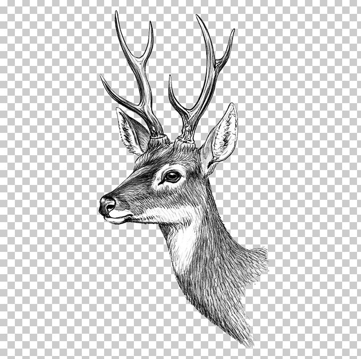 Reindeer Moose Red Deer Elk PNG, Clipart, Abziehtattoo, Animal, Animals, Antler, Art Free PNG Download