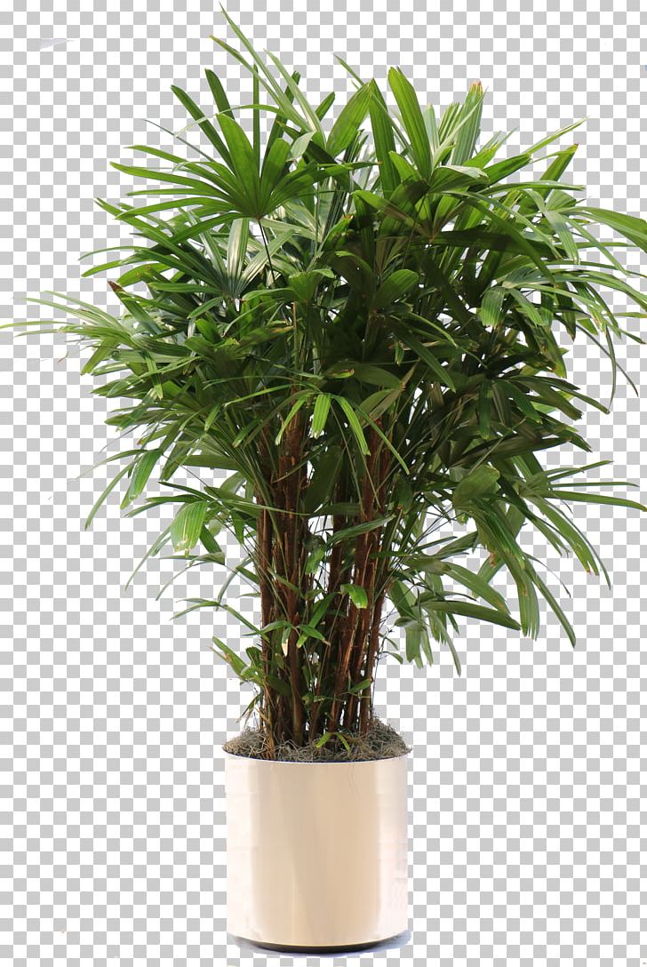 Rhapis Excelsa Arecaceae Houseplant Areca Palm PNG, Clipart, Arecaceae, Arecales, Areca Palm, Artificial Flower, Evergreen Free PNG Download