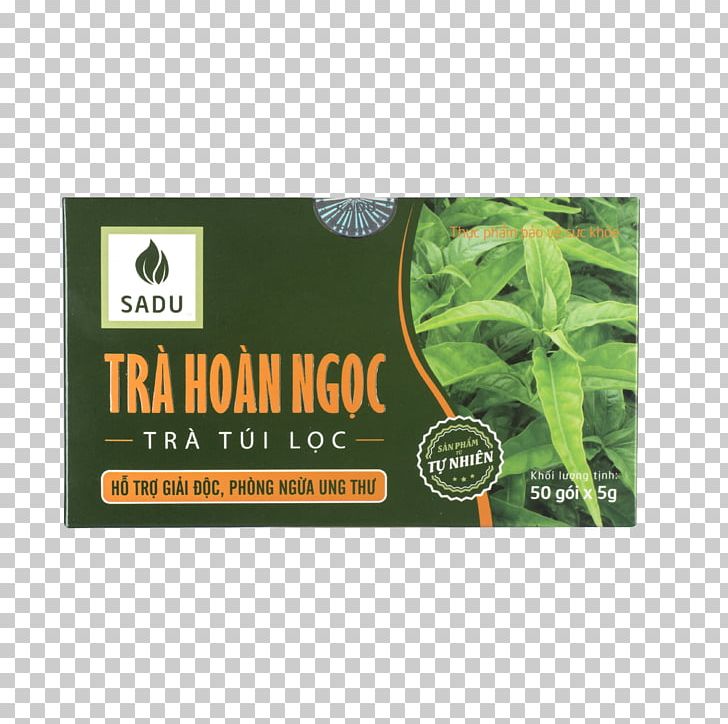 Tea Herb Nông Nghiệp Công Nghệ Cao Shop Rừng Vàng Root PNG, Clipart, Brand, Cancer, Detoxification, Disease, Food Drinks Free PNG Download