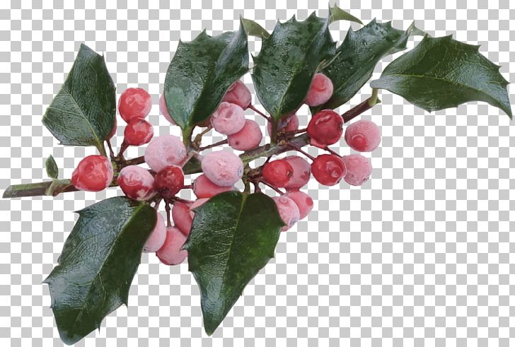 Yaupon Christmas Ilex Crenata Common Holly Aquifoliales PNG, Clipart, Advent Wreath, Aquifoliaceae, Aquifoliales, Berry, Branch Free PNG Download