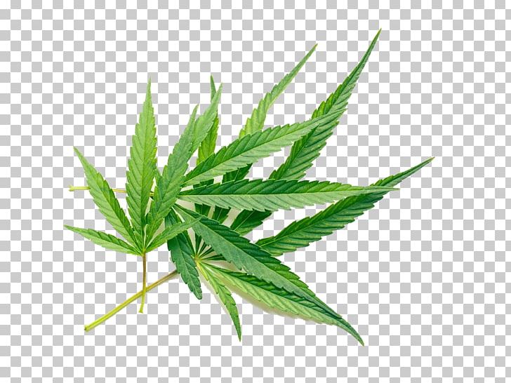 Cannabis Sativa Cannabidiol Tetrahydrocannabinol Hash Oil PNG, Clipart, Cannabinoid, Cannabinol, Cannabis Leaves, Cannabis Photography, Drug Free PNG Download