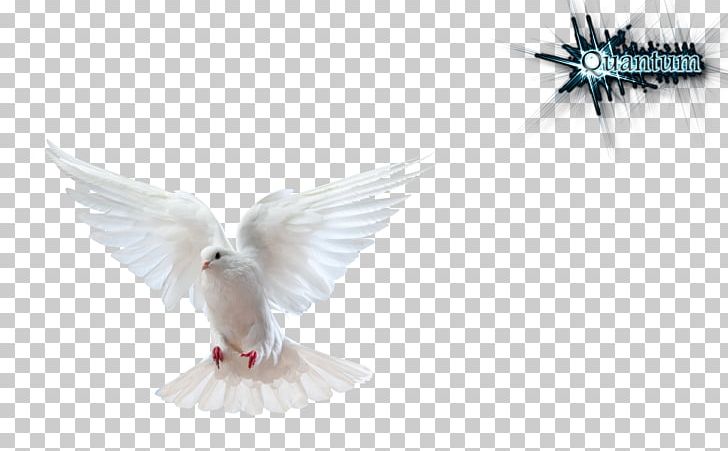Columbidae Domestic Pigeon Bird Doves As Symbols Stock Photography PNG, Clipart, Animals, Beak, Bird, Bird Flight, Columbidae Free PNG Download