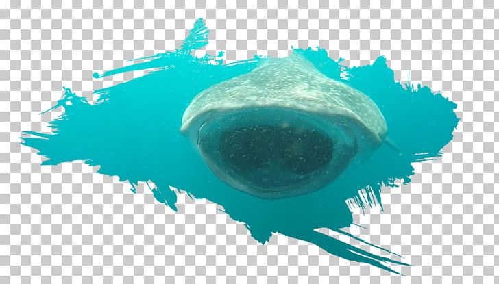 Fish Isla Holbox Whale Shark Cetacea PNG, Clipart, Animals, Aqua, Cetacea, Closeup, Coreldraw Free PNG Download