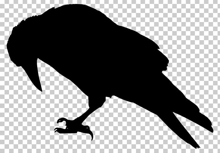 The Raven Bird Common Raven Crow Family PNG, Clipart, Animal, Animals, Beak, Bird, Black Free PNG Download