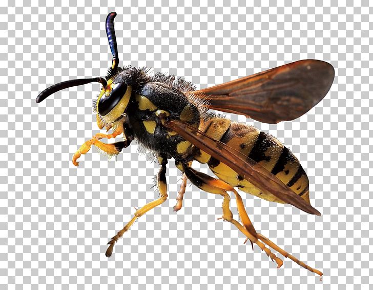 Characteristics Of Common Wasps And Bees Hornet PNG, Clipart, Arthropod, Bee, Bee Hive, Bee Honey, Bees Free PNG Download