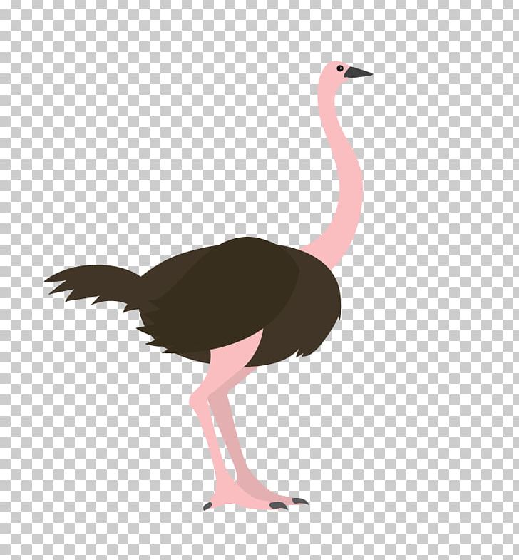 Common Ostrich Bird Animal PNG, Clipart, Anatidae, Animal Day, Basketball Ostrich, Beak, Cartoon Free PNG Download