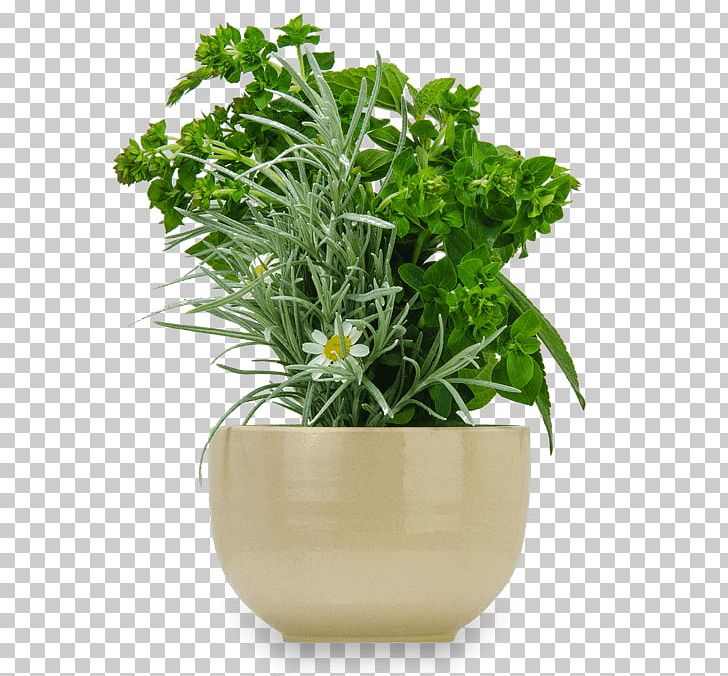 Flowerpot Ceramic Succulent Plant Saucer Tray PNG, Clipart, Ceramic, Decorative Arts, Flowerpot, Garden, Herb Free PNG Download