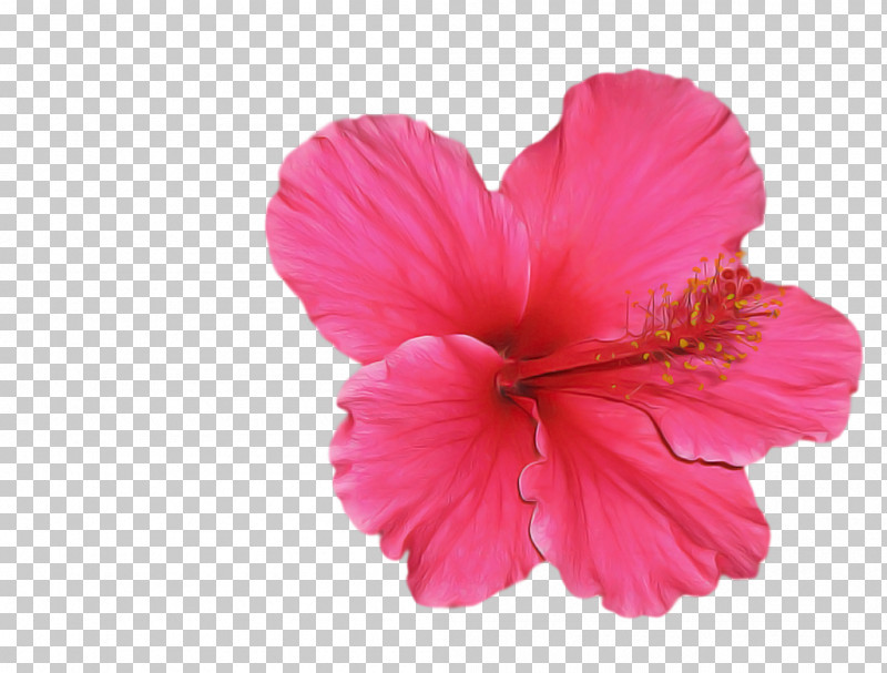 Petal Flower Pink Hawaiian Hibiscus Hibiscus PNG, Clipart, Chinese Hibiscus, Flower, Hawaiian Hibiscus, Hibiscus, Mallow Family Free PNG Download