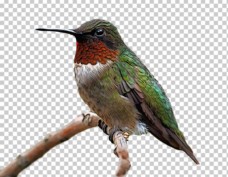 Bird PNG, Clipart, Beak, Bird, Coraciiformes, Cuckoo, Cuculiformes Free PNG Download