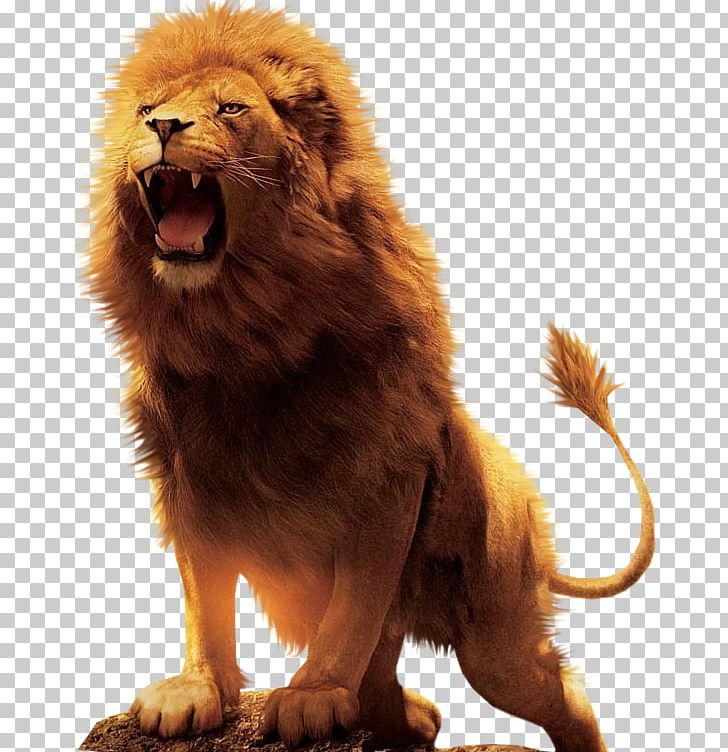 Aslan Lion Desktop PNG, Clipart, Animals, Big Cat, Big Cats, Carnivoran, Cat Like Mammal Free PNG Download