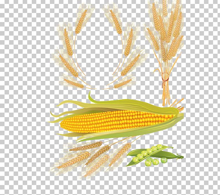 Beer Cereal Wheat Maize PNG, Clipart, Cartoon Corn, Cereal Germ, Cereals, Commodity, Corn Free PNG Download