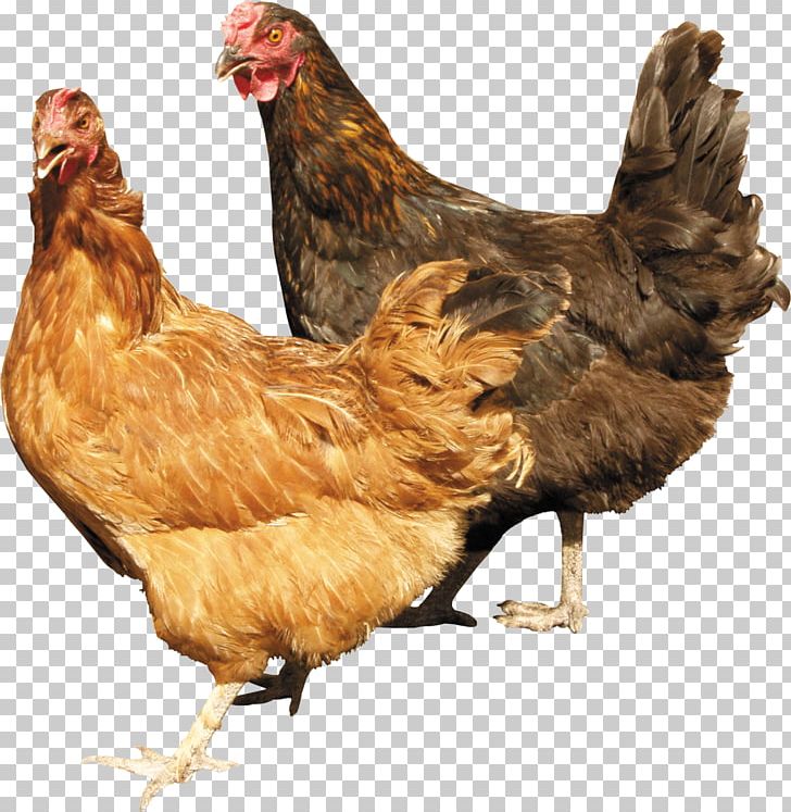 Chicken Cattle Farm Livestock PNG, Clipart, Animals, Beak, Bird, Broiler, Cattle Free PNG Download