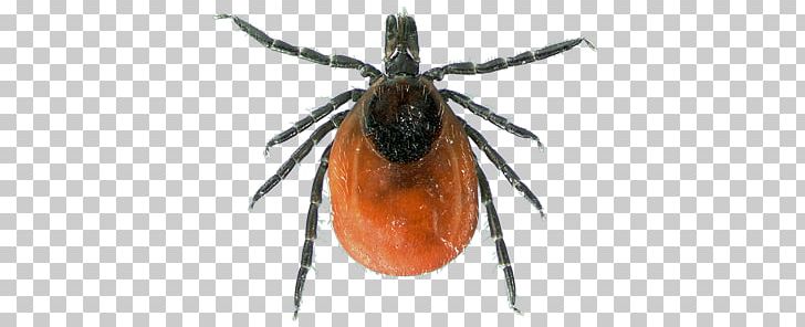 Deer Tick Tick Infestation Lone Star Tick American Dog Tick PNG, Clipart, About, American Dog Tick, Animals, Arachnid, Araneus Free PNG Download