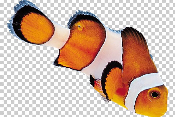 小丑魚 Desktop PNG, Clipart, Beak, Clip Art, Clown, Clownfish, Computer Free PNG Download
