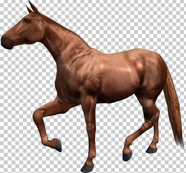 Hackney Horse Barb Horse Paso Fino Thoroughbred Courser PNG, Clipart, Animaatio, Animal Figure, Barb Horse, Breed, Colt Free PNG Download