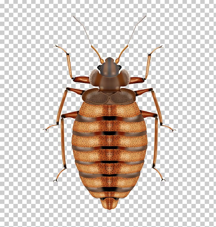 Insect Mosquito Bed Bug Control Techniques Pest Control PNG, Clipart, Anatomy, Arthropod, Bed, Bed Bug, Bedbug Free PNG Download