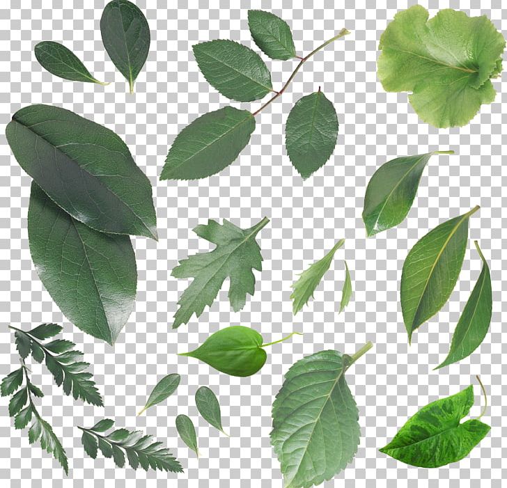 Leaf Branch PNG, Clipart, Branch, Cicek, Cicekler, Cicek Resimleri, Desktop Wallpaper Free PNG Download