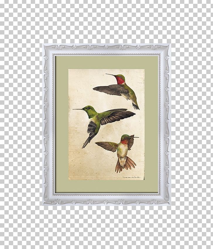 Piciformes Fauna Frames Hummingbird M Beak PNG, Clipart, Beak, Bird, Fauna, Hummingbird, Hummingbird M Free PNG Download