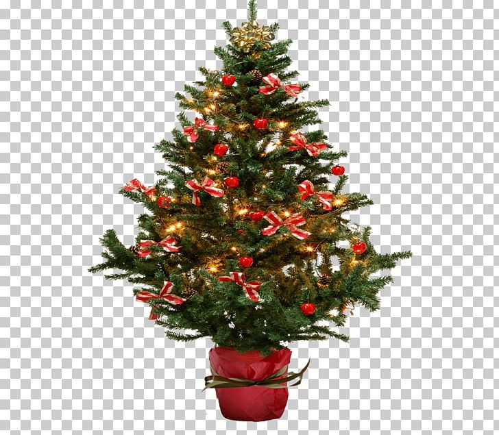 Portable Network Graphics Christmas Tree Fir Christmas Day PNG, Clipart, Christmas, Christmas Day, Christmas Decoration, Christmas Ornament, Christmas Tree Free PNG Download