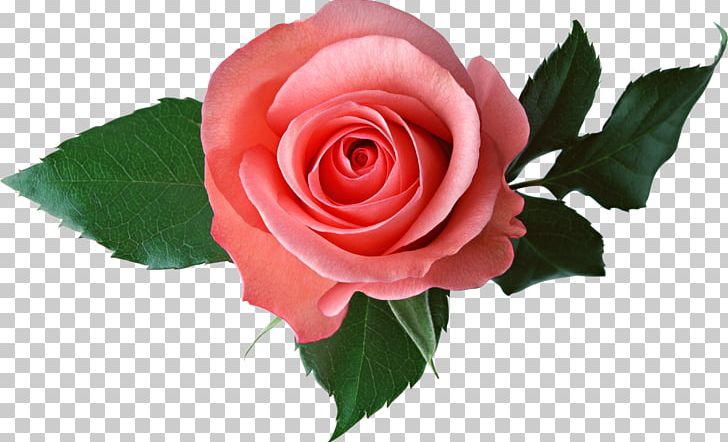 Desktop Rose Pink PNG, Clipart, China Rose, Color, Cut Flowers, Desktop Wallpaper, Dots Per Inch Free PNG Download