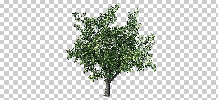 Populus Grandidentata Branch Aspen Tree Plant PNG, Clipart, 3d Computer Graphics, Aspen, Beh, Behance, Branch Free PNG Download