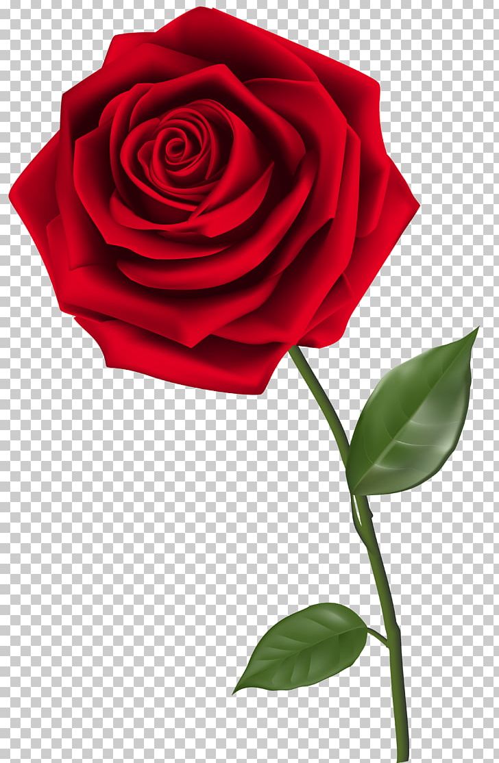 Rose PNG, Clipart, Cli, Clip Art, Cut Flowers, Desktop Wallpaper, Download Free PNG Download