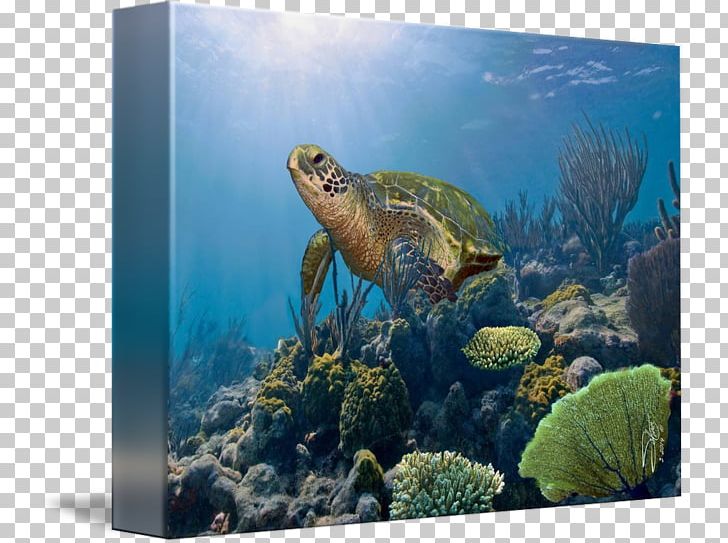 Biscayne National Park Coral Reef Fish Loggerhead Sea Turtle Ecosystem PNG, Clipart, Aquarium, Aquariums, Box Turtle, Box Turtles, Chelydridae Free PNG Download