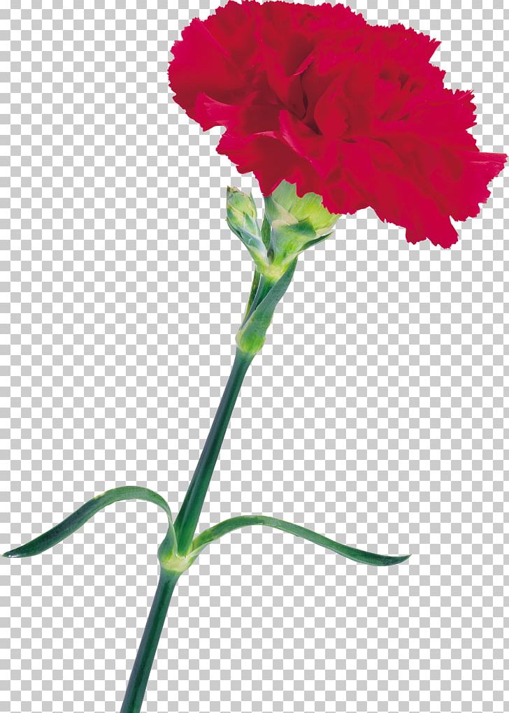 Carnation Cut Flowers Color PNG, Clipart, Annual Plant, Carnation, Color, Cut Flowers, Dianthus Free PNG Download