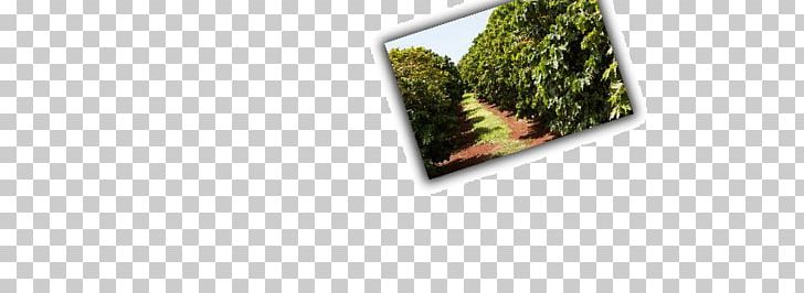 Coffee Rectangle Plantation PNG, Clipart, Coffee, Grass, Plantation, Rectangle, Tree Free PNG Download
