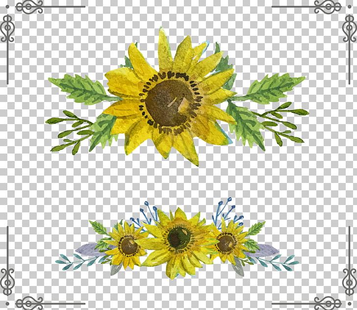 Common Sunflower Euclidean PNG, Clipart, Daisy Family, Encapsulated Postscript, Flower, Flower Arranging, Flowers Free PNG Download