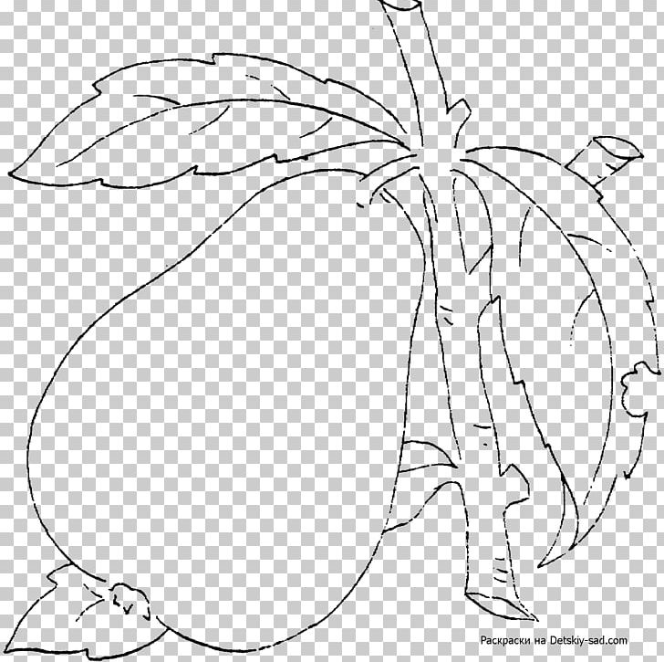 European Pear Drawing Asian Pear Coloring Book Fruit PNG, Clipart, Adult, Angle, Arm, Asian Pear, Branch Free PNG Download
