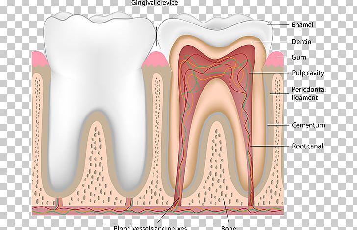 Human Tooth Pulp Dentistry Nerve Blood Vessel PNG, Clipart, Anatomy, Blood Vessel, Dental Anatomy, Dentist, Dentistry Free PNG Download