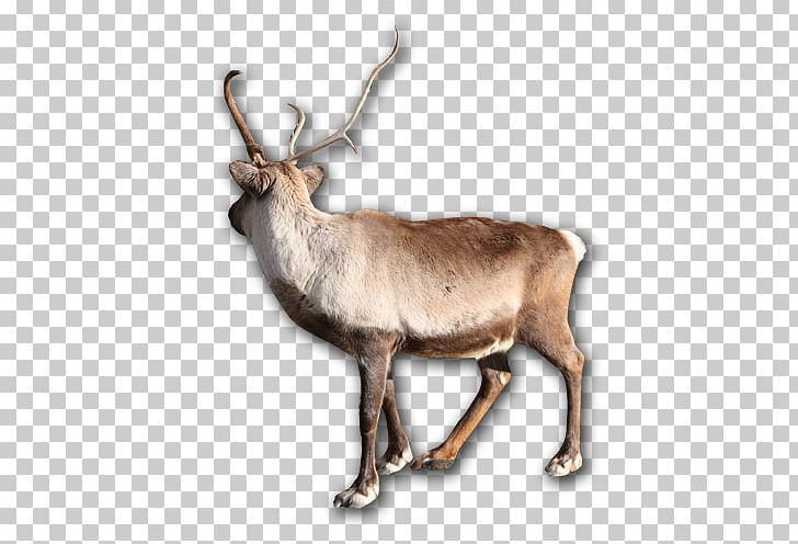 Reindeer Elk Horn Animal Wildlife PNG, Clipart, Animal, Animals, Antler, Christmas Deer, Deer Free PNG Download