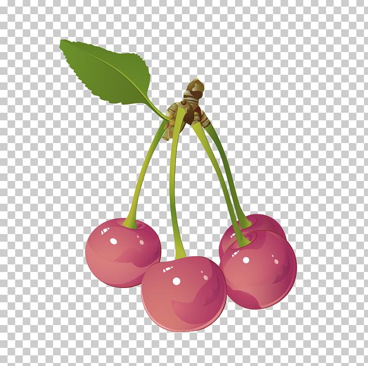 Cherry Fruit Berry PNG, Clipart, Adobe Illustrator, Cer, Cherry, Cherry Blossom, Christmas Decoration Free PNG Download
