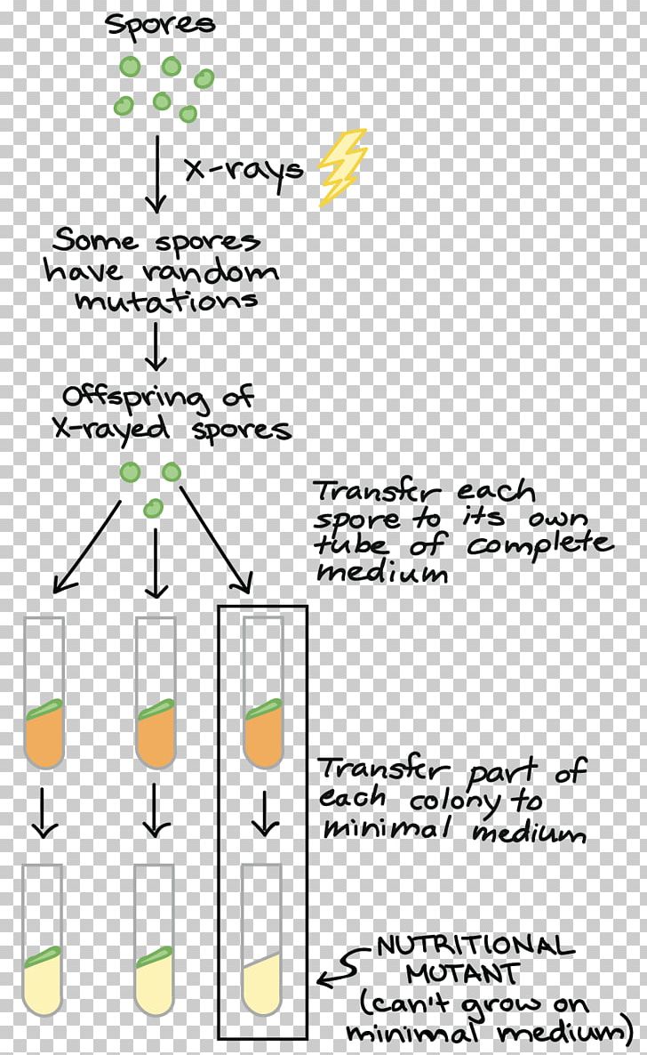 One Gene–one Enzyme Hypothesis Mutation Experiment Biology PNG, Clipart, Angle, Area, Biochemistry, Biology, Diagram Free PNG Download