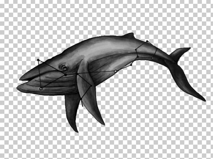 Whale Dolphin Drawing Cetacea Marine Mammal PNG, Clipart, Animals, Black And White, Blue Whale, Cartilaginous Fish, Cetacea Free PNG Download