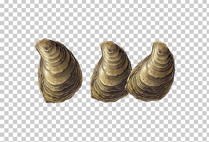 Clam Eastern Oyster Seafood Watch PNG, Clipart, Agriculture, Artifact, Bay, Clam, Clams Oysters Mussels And Scallops Free PNG Download