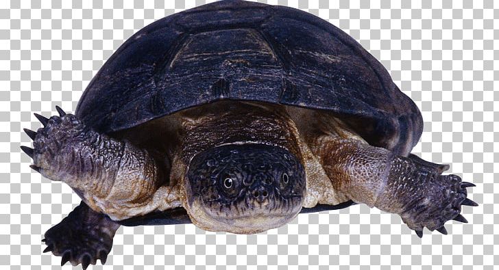 Common Snapping Turtle Reptile Tortoise PNG, Clipart, Alligator Snapping Turtle, Animal, Animals, Black River Turtle, Black Tortoise Free PNG Download