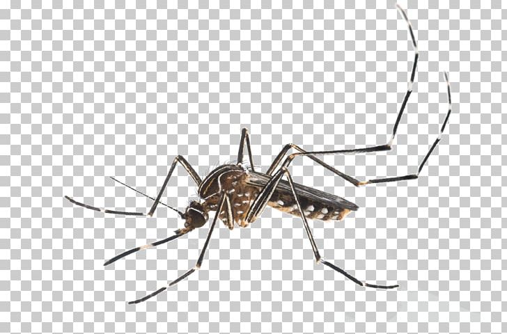 Insect Yellow Fever Mosquito Aedes Albopictus Mosquito Control Pest Control PNG, Clipart, Aedes, Aedes Albopictus, Animals, Anopheles Gambiae, Arachnid Free PNG Download