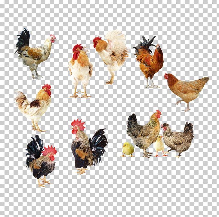 Rooster Chicken Broiler Egg PNG, Clipart, Album, Album Cover, Album Design, Animals, Antibiotics Free PNG Download