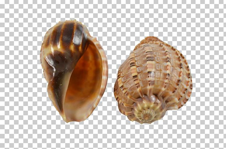 Seashell Conchology Harpa Major Sea Snail PNG, Clipart, Abalone, Animals, Beach, Clam, Clams Oysters Mussels And Scallops Free PNG Download