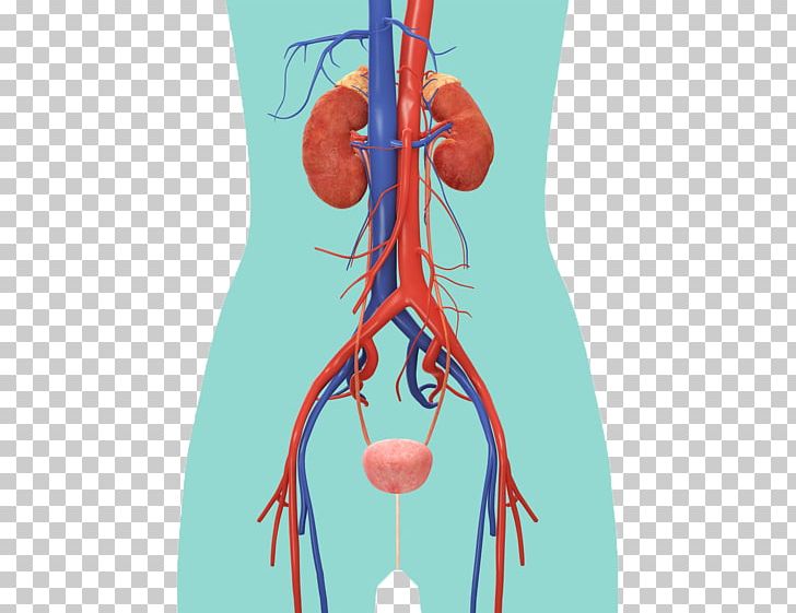 The Urinary System Excretory System Anatomy Kidney Muscle PNG, Clipart, Anatomy, Blood Vessel, Excretory System, Human Anatomy, Human Body Free PNG Download