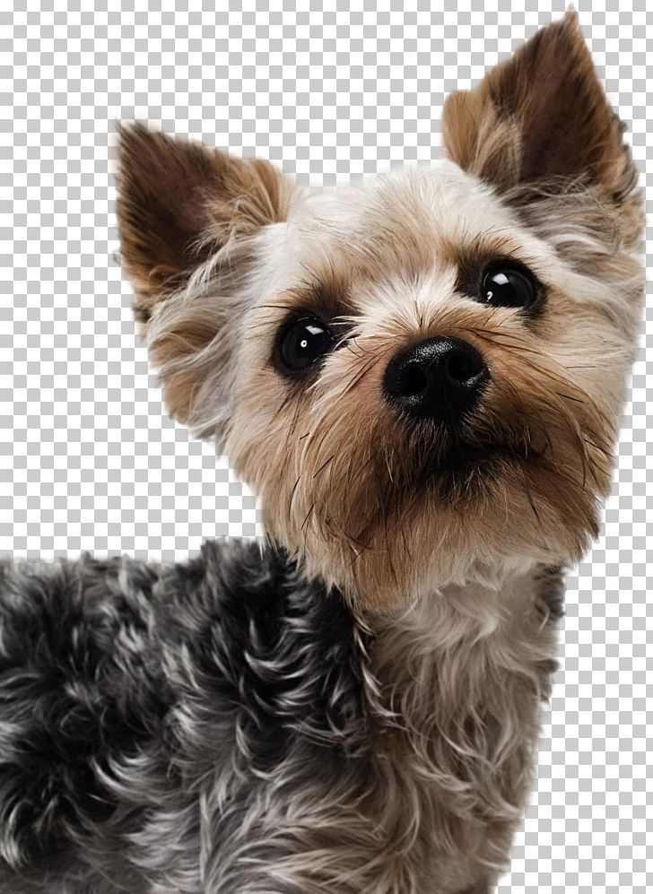 Yorkshire Terrier Cavalier King Charles Spaniel Puppy Dog Grooming Stock Photography PNG, Clipart, Alamy, Animal, Animals, Australian Silky Terrier, Biewer Terrier Free PNG Download