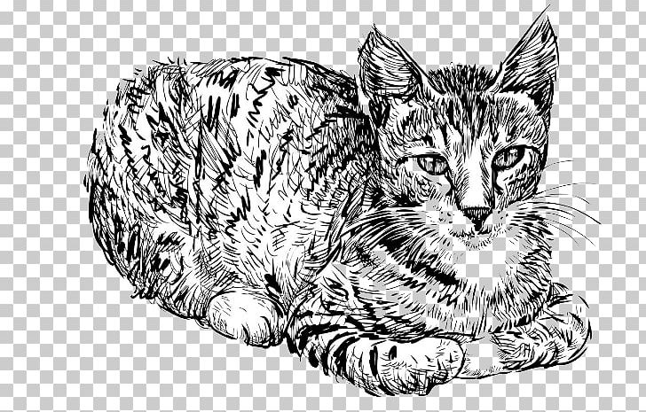 Cat Kitten Drawing PNG, Clipart, Animals, Big Cats, Carnivoran, Cat Like Mammal, Dragon Free PNG Download