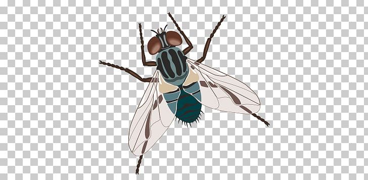 Housefly Insect Common Green Bottle Fly PNG, Clipart, Arthropod, Beetle, Blue Bottle Fly, Common Green Bottle Fly, Fly Free PNG Download