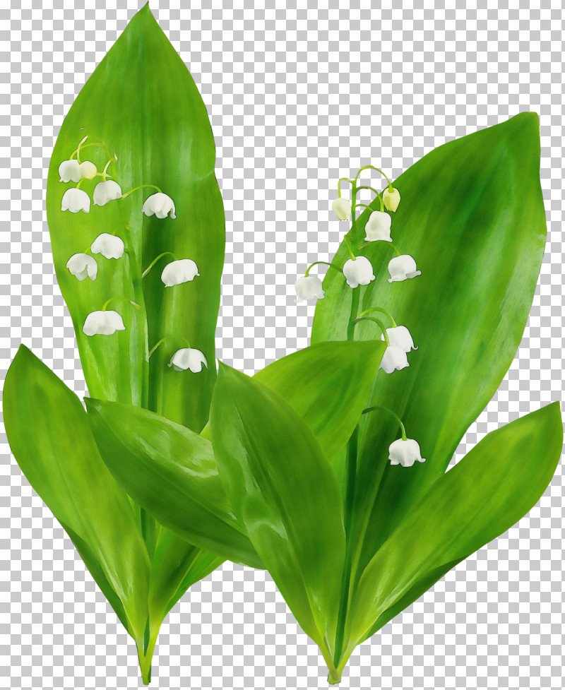 Lily Of The Valley Flower Leaf Plant Terrestrial Plant PNG, Clipart, Broadleaf Arrowhead, Flower, Leaf, Lily Of The Valley, Paint Free PNG Download