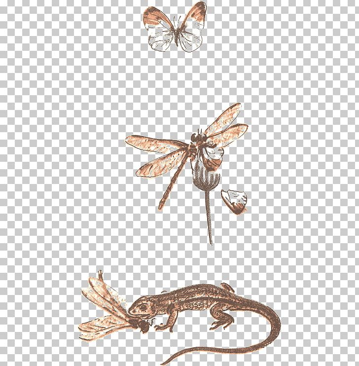 Butterfly Never Cry Wolf Insect Zoology Book PNG, Clipart, Animal, Arthropod, Author, Book, Butterflies And Moths Free PNG Download
